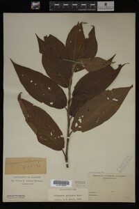 Image Associated With the Occurrence