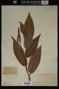 Image Associated With the Occurrence
