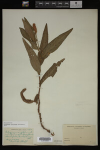 Image Associated With the Occurrence