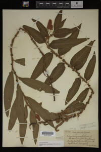 Image Associated With the Occurrence