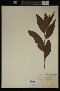 Image Associated With the Occurrence