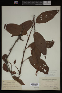 Image Associated With the Occurrence