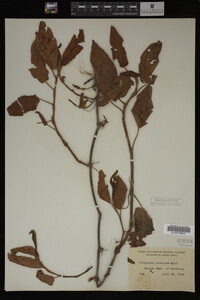 Image Associated With the Occurrence