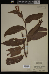 Image Associated With the Occurrence
