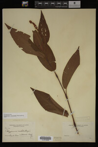 Image Associated With the Occurrence