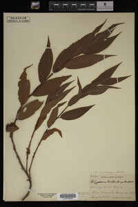 Image Associated With the Occurrence