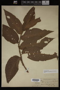 Image Associated With the Occurrence