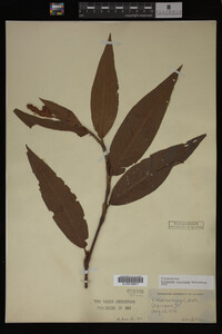 Image Associated With the Occurrence