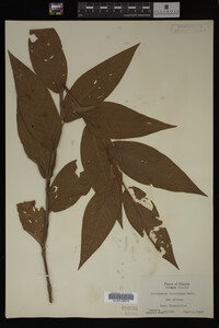 Image Associated With the Occurrence