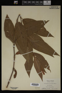 Image Associated With the Occurrence