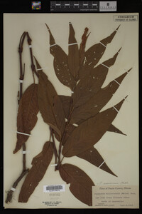 Image Associated With the Occurrence