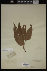 Image Associated With the Occurrence