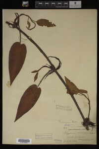 Image Associated With the Occurrence