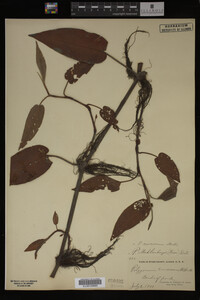 Image Associated With the Occurrence
