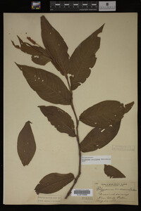 Image Associated With the Occurrence