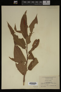 Image Associated With the Occurrence