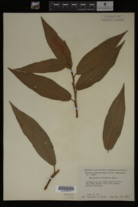 Image Associated With the Occurrence