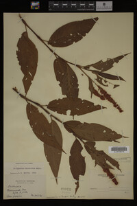 Image Associated With the Occurrence
