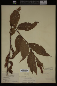 Image Associated With the Occurrence