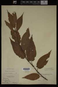 Image Associated With the Occurrence