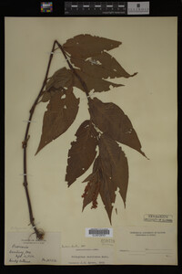 Image Associated With the Occurrence