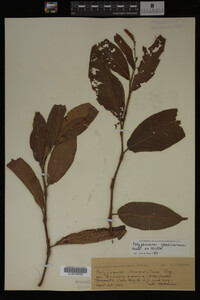 Image Associated With the Occurrence