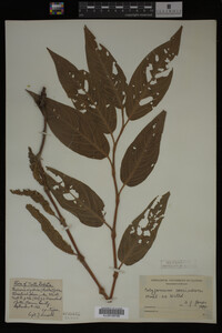 Image Associated With the Occurrence