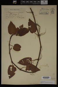 Image Associated With the Occurrence