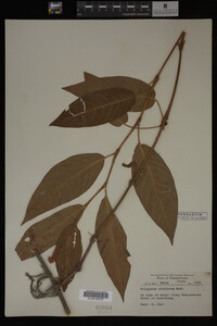 Image Associated With the Occurrence