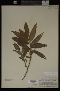 Image Associated With the Occurrence