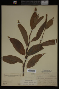 Image Associated With the Occurrence