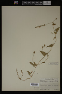 Image Associated With the Occurrence
