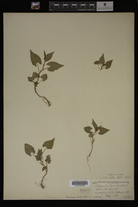 Image Associated With the Occurrence