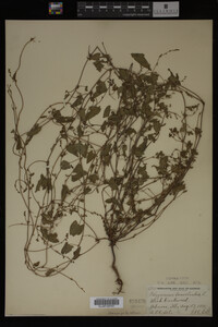 Image Associated With the Occurrence