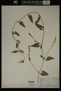 Image Associated With the Occurrence