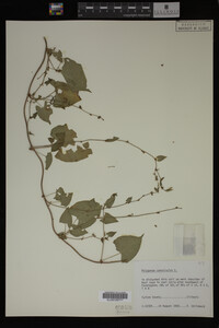 Image Associated With the Occurrence