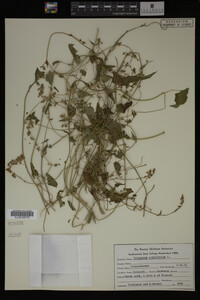 Image Associated With the Occurrence