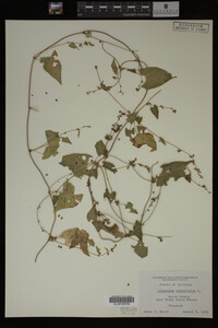 Image Associated With the Occurrence