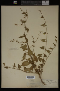 Image Associated With the Occurrence