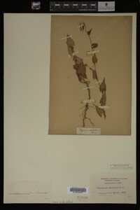 Image Associated With the Occurrence