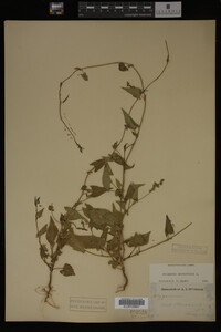 Image Associated With the Occurrence