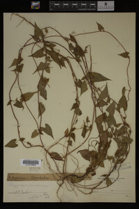 Image Associated With the Occurrence