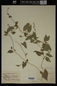 Image Associated With the Occurrence