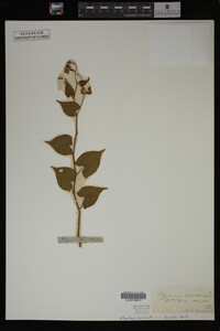 Image Associated With the Occurrence