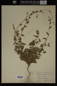 Image Associated With the Occurrence