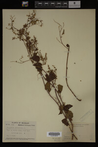 Image Associated With the Occurrence