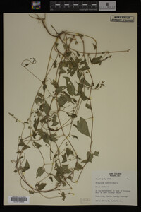 Image Associated With the Occurrence