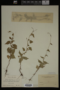 Image Associated With the Occurrence
