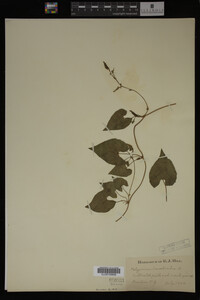 Image Associated With the Occurrence