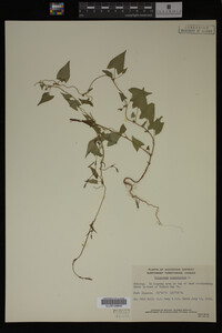 Image Associated With the Occurrence